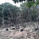 약산 흑염소 이미지