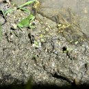 수원-1091 이미지