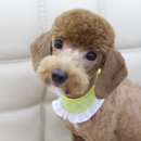 Hello 똘복 네이버블로그