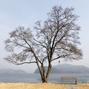 카페나무 이미지