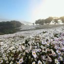 구절초가는길 이미지