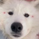 보라눈나 네이버블로그