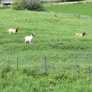 얼룩목장 이미지