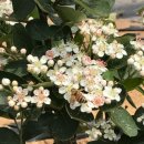 금빛영농조합법인 이미지