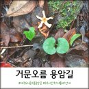 용암길 | 제주도 거문오름 용암길 소요시간 코스 셔틀버스 안내