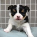 민스켄넬 이미지