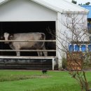 리안목장 이미지