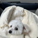 송댕송댕 이미지