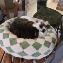 수원-1849 | 오산 동탄 수원 고양이 미용 함께냥 본점 고양이 카페 추천 코리안숏헤어 미용 솔직후기