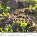 울릉푸른나무 이미지