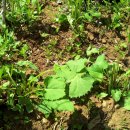 영월농장 이미지