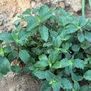 숙이농장 이미지