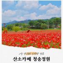 산소카페 청송정원 매표소 근처 | 6월 경북 청송 가볼만한 곳, 산소카페 청송정원 양귀비꽃 개화 현황