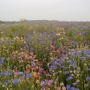 금강 농장 이미지