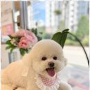 몽이애견미용 이미지