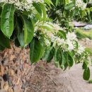 진주 청원리 이씨고가 이미지