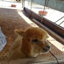 부영목장 이미지