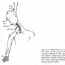 경추의 신경학적 검사와 편타성 증후군(Neurologic Examination & Whiplash Inhury) 이미지