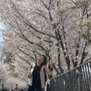 마들제방길(남) | 송정동 벚꽃길 막바지 꽃놀이 후기