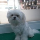 까가주개 이미지