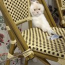 고양이집사 이미지