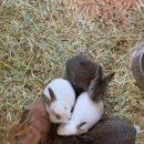 수달앤쥬 이미지