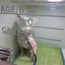 수송반려동물병원 이미지