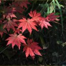 꿩대신닭 이미지