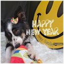 몽스파 연제점 | 스파하는 인싸 댕댕이 되쟈 ★ 몽스파 내돈내산 리얼후기!!