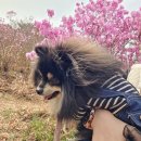 마산동쉼터 | 김포 양촌읍 진달래 구경하기 좋은 애견동반 가능한 가현산 코스 주차 후기