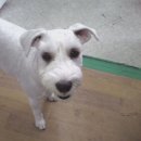 금쪽같은 내새끼 동물병원 이미지