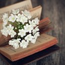 팡팡과일 이미지