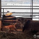 고은축산 이미지