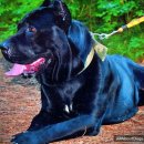 이탈리아노(이태리식) 이미지