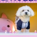 애견은 내친구 이미지