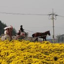 30만평 300억송이 고창국화 노란 황금 국화밭으로 놀러오세요^^ 고창국화축제 이미지