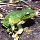 산청개구리(Rhacophorus schlegelii) 이미지