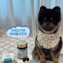 누터스가든 | 바이탈 조인트 후기 강아지 관절 영양제 추천