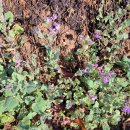 풀꽃농장 이미지