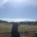 월평목장 이미지