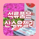 산수유꽃담길평촌 영농조합법인 이미지