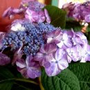 써니데이즈 이미지