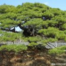 6억짜리 소나무 구경하세요 이미지