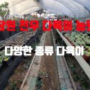 천우농원
