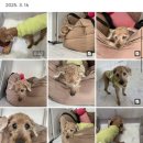 펫홈 | 부천 애견호텔 내돈내산 노령견 호텔링 위드펫홈 후기