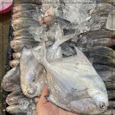 11월 27일(목) 목포는항구다 생선카페 판매생선 [ "횟감가능"병어 / 참조기 ] 이미지