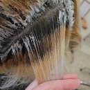 다인헤어 | 파주 운정 탈색 잘하는 미용실 헤어다인 셀프탈색 복구 후기