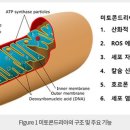 구매루트