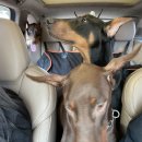 에로스파크 이미지