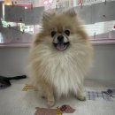 부티뽀샤 이미지